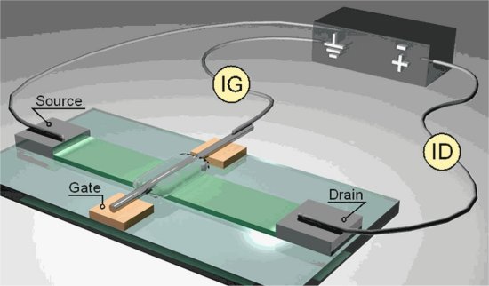 Sinapse eletrnica de gelatina rumo aos computadores vivos