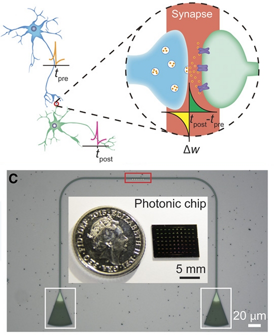 Neuroprocessador fotônico faz sinapses com luz