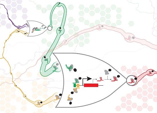 Circuitos de DNA fazem computao biolgica