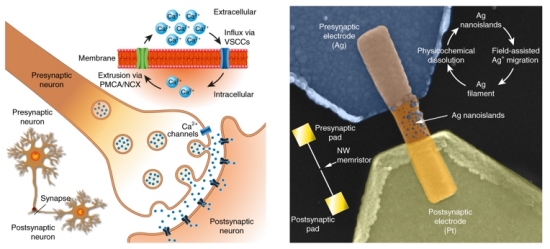 Nanofios viram neurnios artificiais para computadores neuromrficos