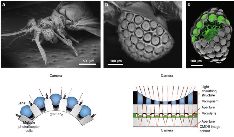Cmera digital ultrafina inspirada em olho de inseto estranho