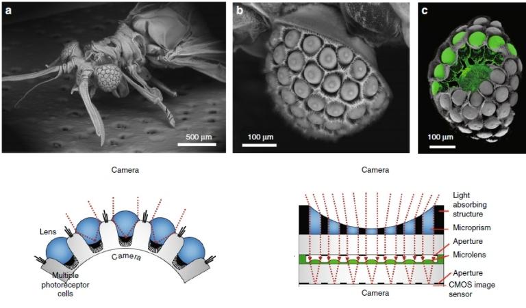 Câmera digital ultrafina inspirada em olho de inseto estranho