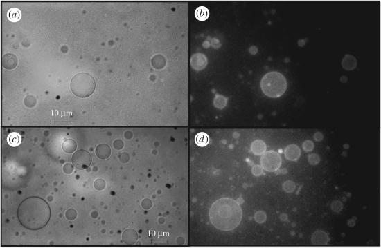 Brasileiros criam bits químicos que trocam sinais luminosos ou elétricos