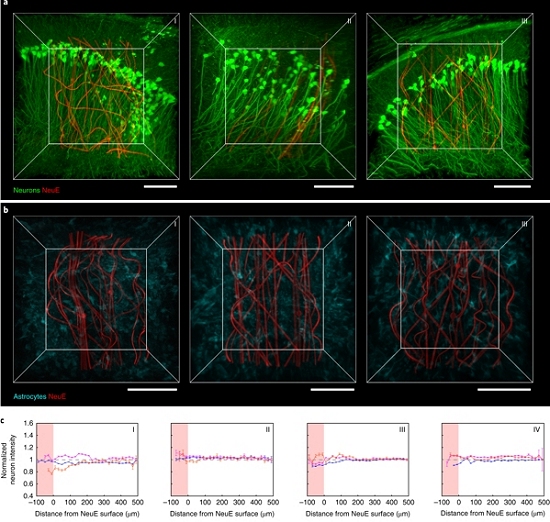 Neurônios eletrônicos integram-se ao tecido cerebral