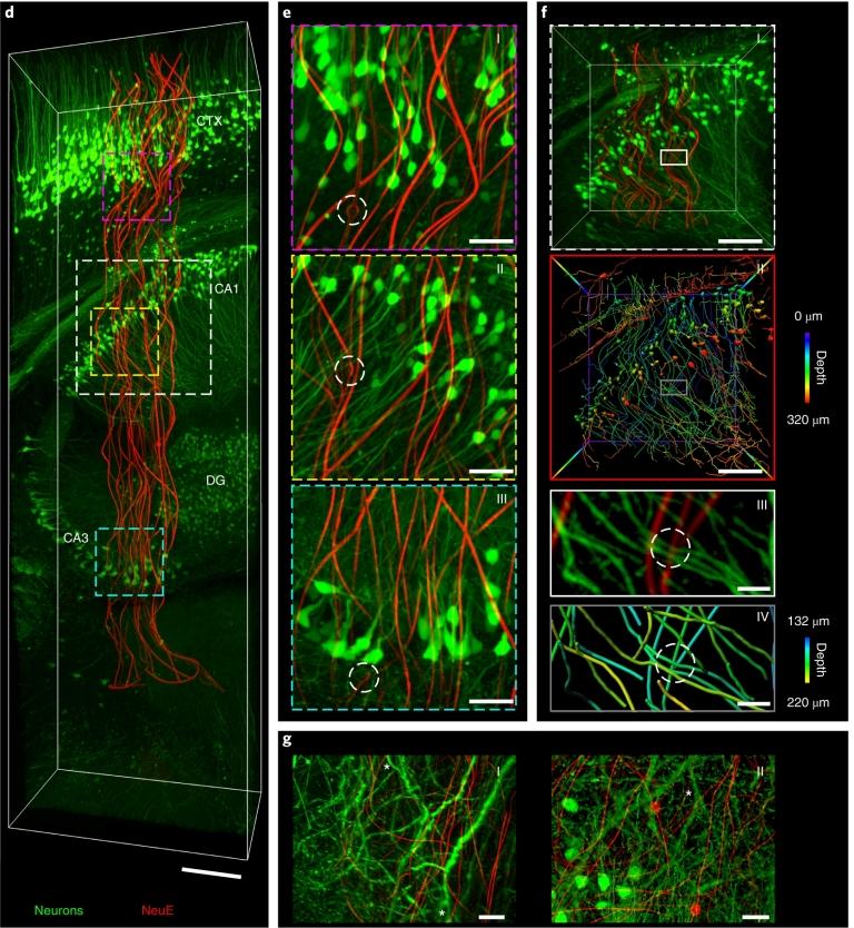 Neurônios eletrônicos integram-se ao tecido cerebral