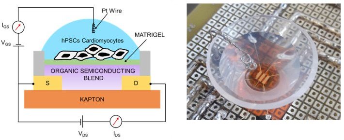 Biotransistores monitoram células vivas individuais