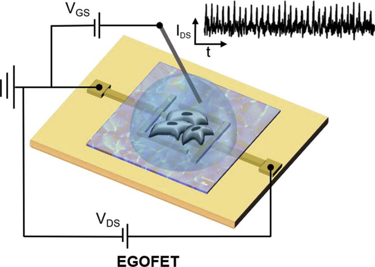 Biotransistores monitoram células vivas individuais