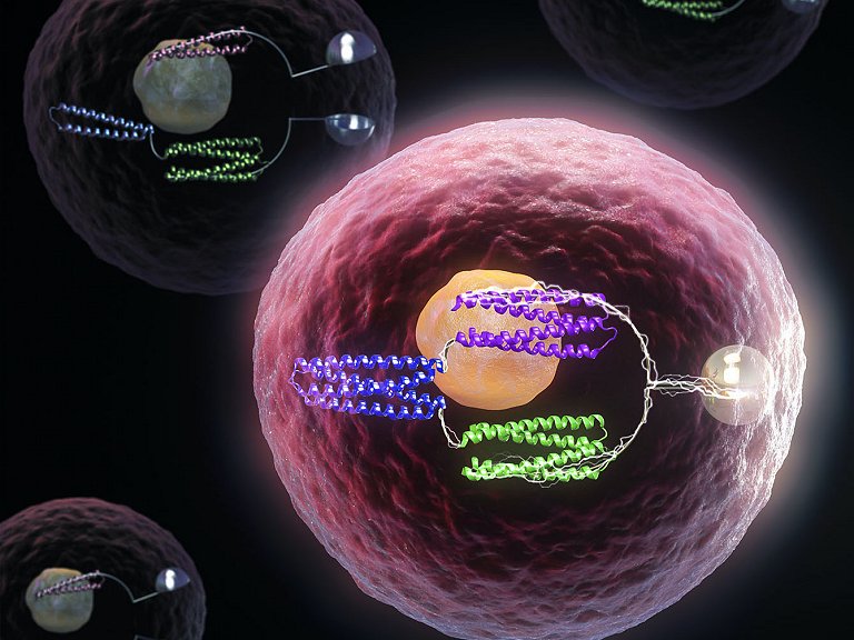 Transistores de proteínas transformam células em computadores