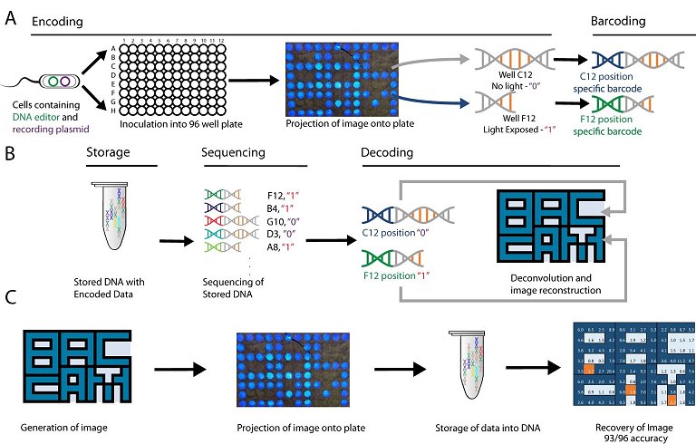 Cmera biolgica captura e guarda imagens no DNA de clulas vivas