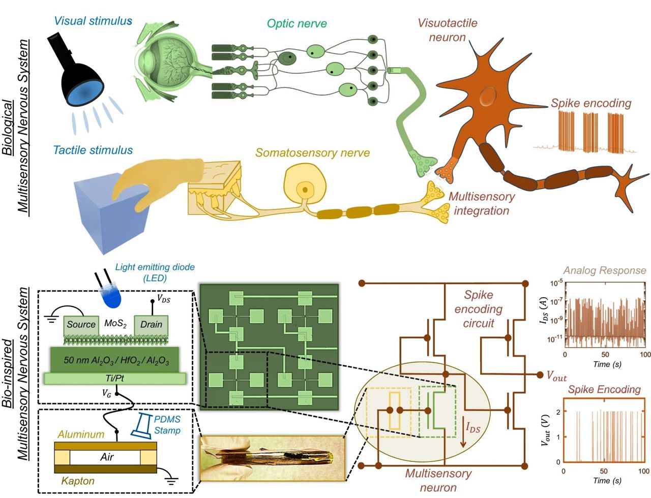 Neurnio artificial multissensorial tornar IA mais inteligente