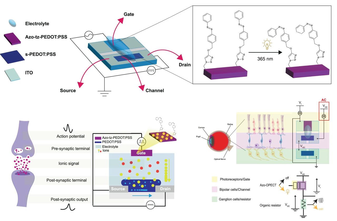 Cyborg-Technologie: Biochip imitiert die Netzhaut