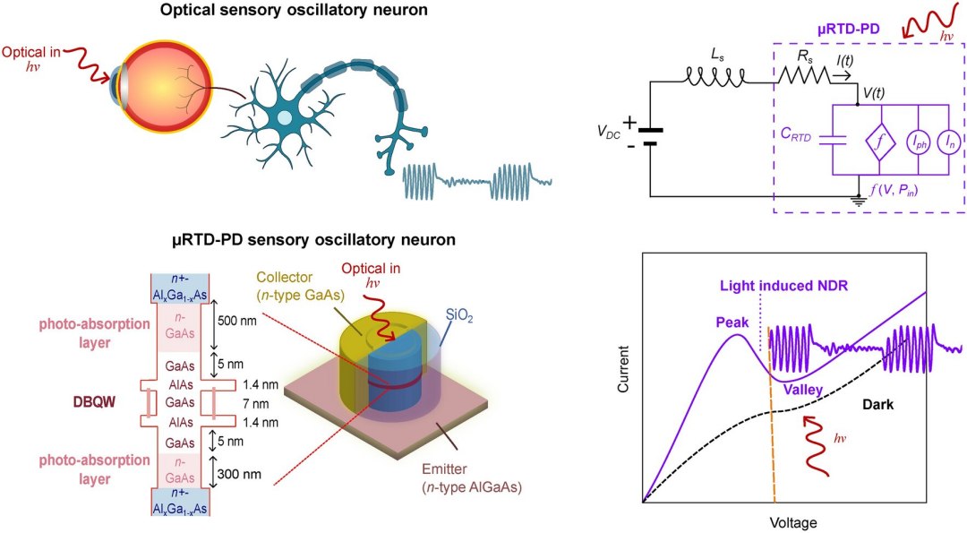Neurnios artificiais alimentados por luz imitam processamento do crebro
