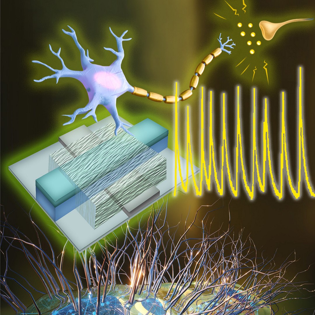 Neurônios artificiais prontos para se conectar com neurônios vivos