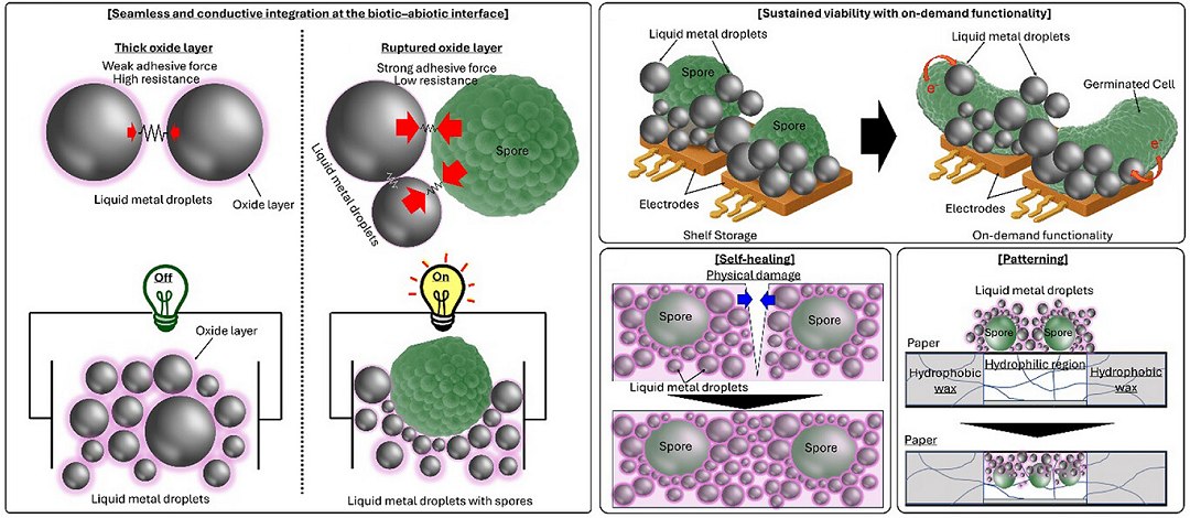 Metal vivo pode unificar sistemas biológicos e eletrônicos