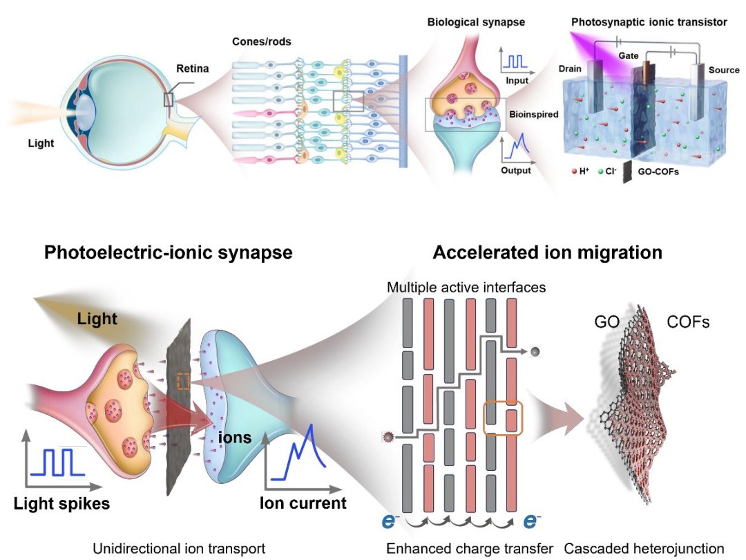 Dispositivo fotoel�trico-i�nico impulsiona computa��o neurom�rfica