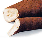 Bioetanol pode ser produzido de nova variedade de mandioca doce