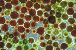 Algas podem render mais biodiesel que qualquer outra planta