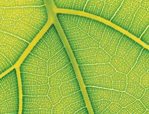 Folha semi-artificial imita fotossíntese e produz hidrogênio limpo