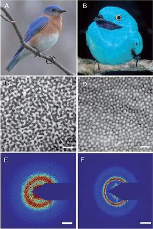 Pássaros coloridos inspiram criação de novos tipos de laser