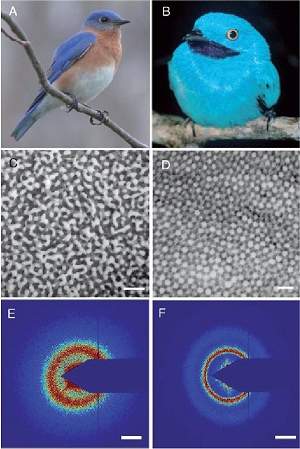 Pssaros coloridos inspiram criao de novos tipos de laser