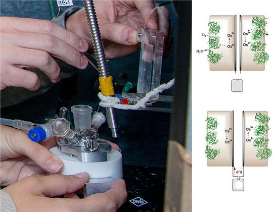 Bioclula a combustvel gera e armazena eletricidade