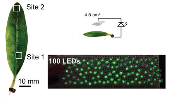 Plantas geram eletricidade para acender 100 LEDs