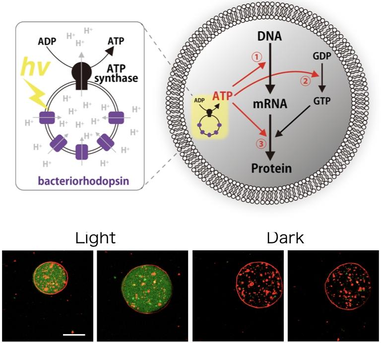 Cientistas constroem células artificiais que fazem fotossíntese