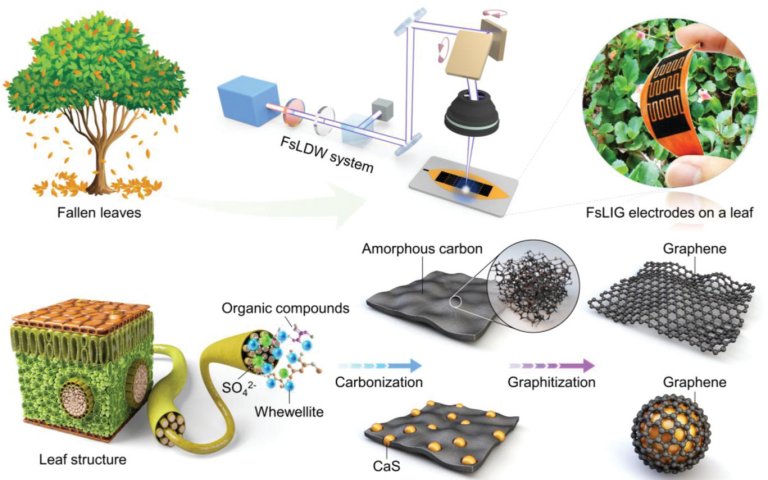 Microssupercapacitor ecolgico feito com folhas cadas de rvores