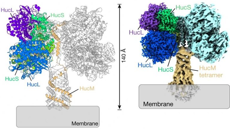 Descoberta enzima que produz eletricidade usando hidrognio do ar ambiente