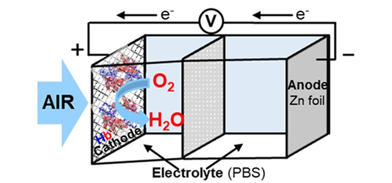 Biobateria gera eletricidade usando hemoglobina e oxignio do ar
