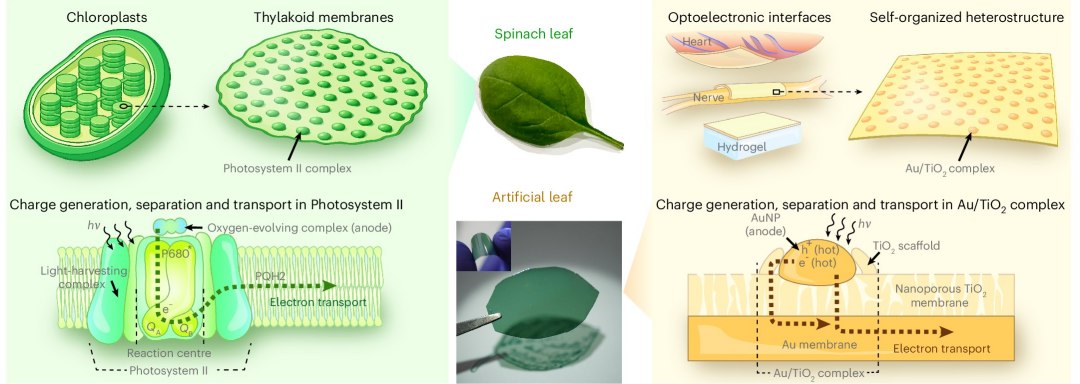 Folha artificial medicinal alimenta implante biomédico usando luz