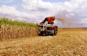 Impacto ambiental das culturas agrícolas para biocombustíveis ainda é incerto