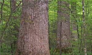 Cientistas criam árvores moles para indústria do papel