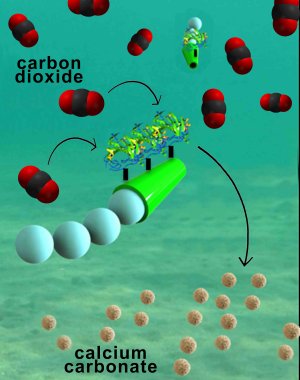 Micromotores capturam CO2 da água a 36 cm/h