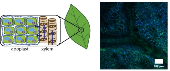 Biobateria: Planta eletrnica viva armazena energia