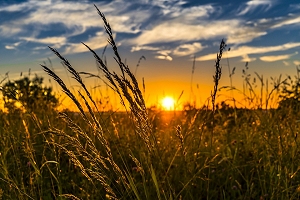 Vacina para plantas pode ser alternativa a agrotxicos