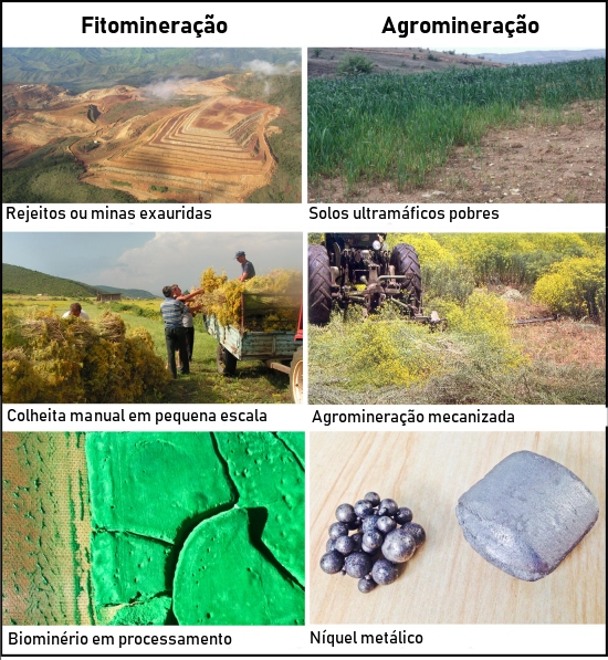 Agromineração: Plantas acumulam minérios de altos teores metálicos