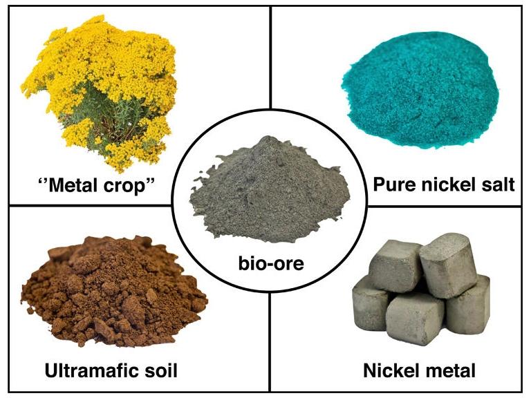 Agromineração: Plantas acumulam minérios de altos teores metálicos