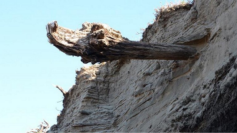 O testemunho das árvores: Vulcões influenciaram temperatura nos últimos 2000 anos