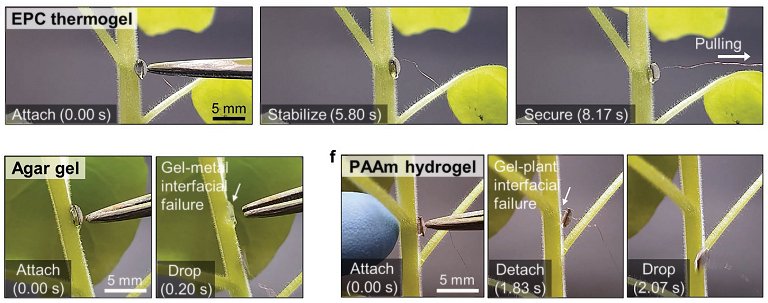 Comunicação com as plantas alcança um novo nível