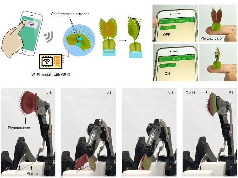 Comunicao com as plantas alcana um novo nvel