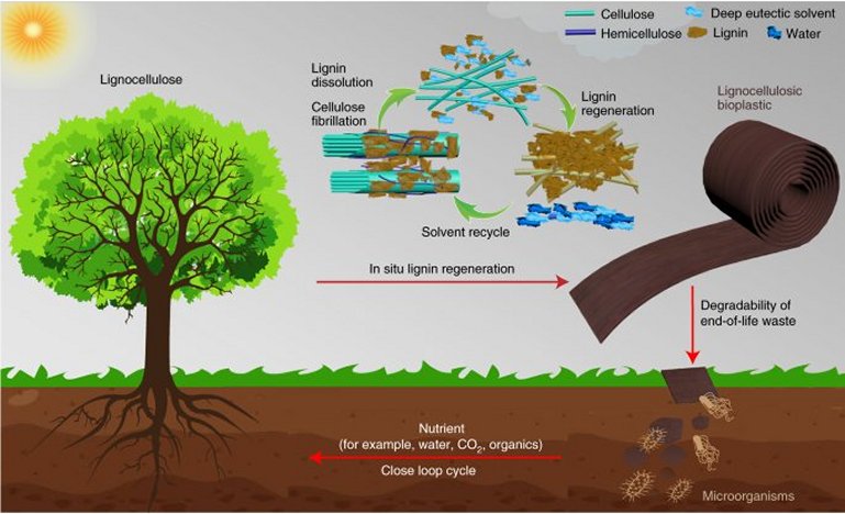 Serragem de madeira vira plástico totalmente biodegradável