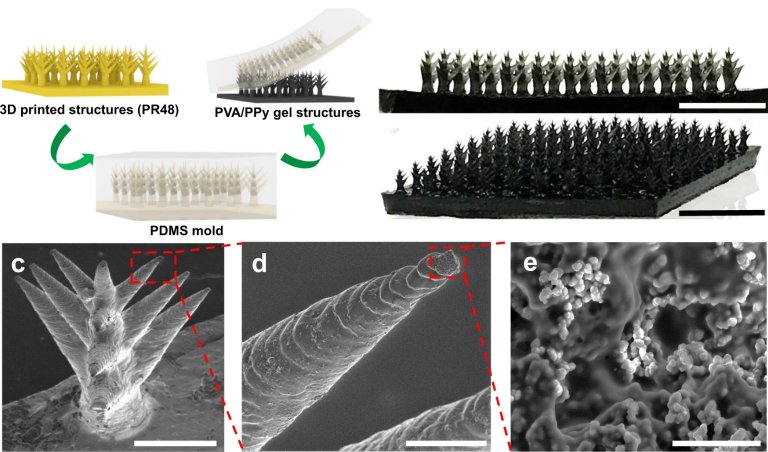 Material inspirado em cactos coleta água dia e noite