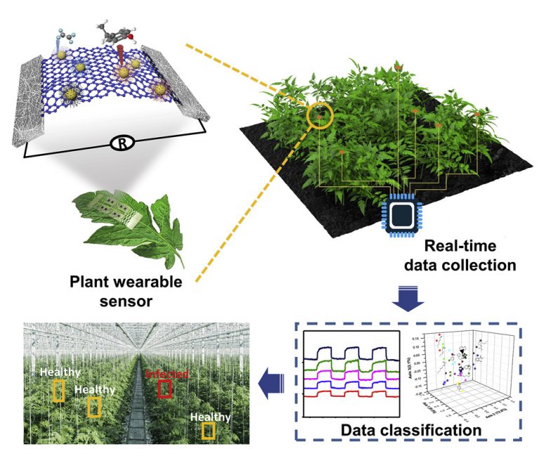 Sensores para plantas vão monitorar culturas agrícolas continuamente