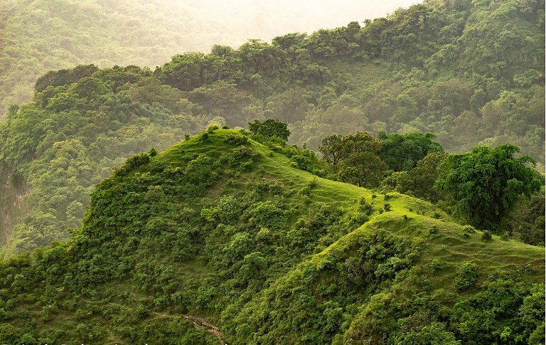 Por que as plantas são verdes?