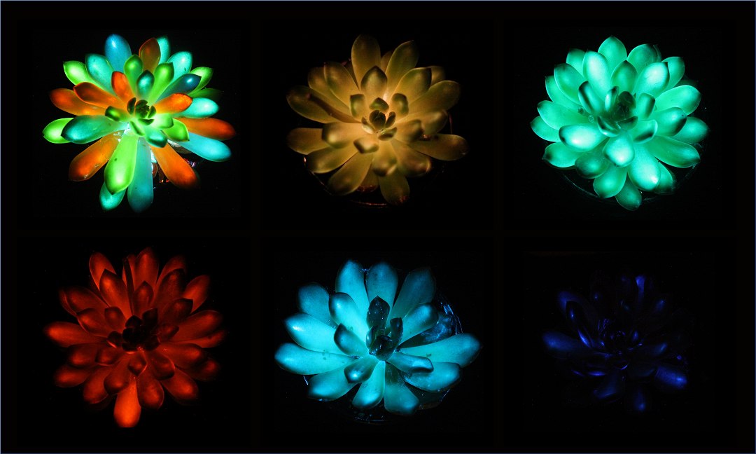 Suculentas brilham como lmpadas e recarregam com luz do Sol