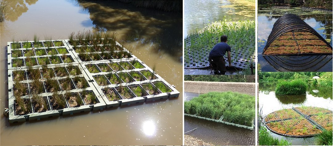 Agricultura flutuante: Plataformas artificiais economizam terra e tratam a água