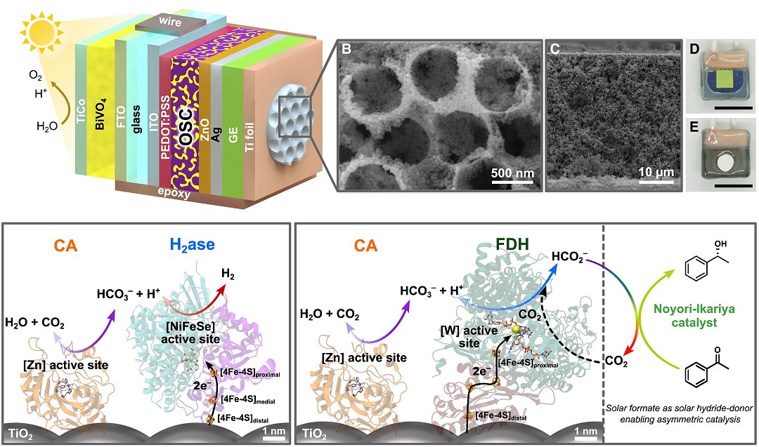 Folha semi-artificial transforma poluição e luz solar em químicos úteis