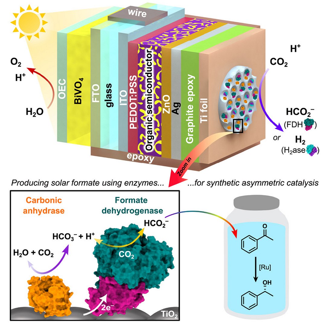 Folha semi-artificial transforma poluição e luz solar em químicos úteis