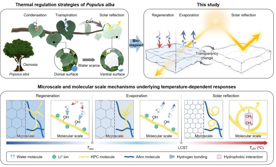 Folha artificial deixa vero mais fresco e inverno mais quente sem gastar eletricidade